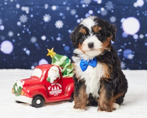 Luke Mini Bernadoodle